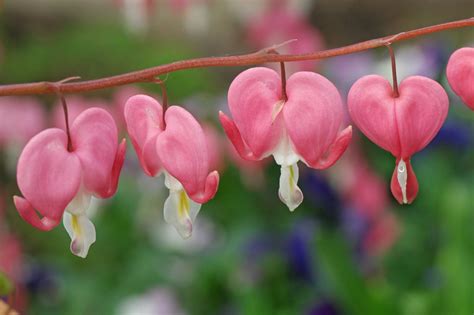 Lamprocapnos spectabilis