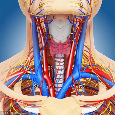 Blocked artery in neck Causes and prevention