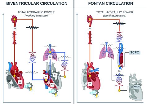 Management of Fontan failure | Heart