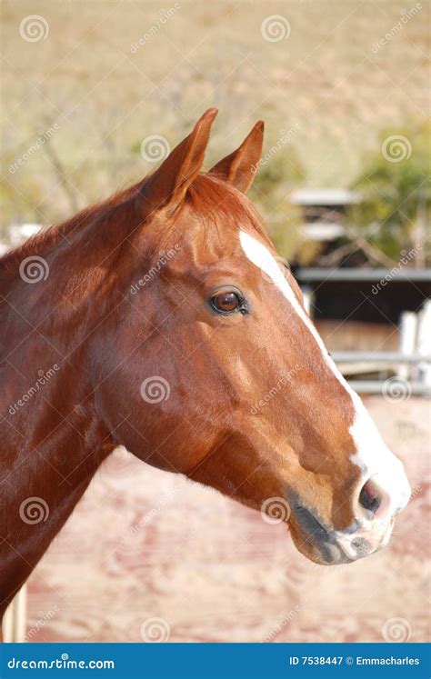 Portrait of a Young Quarter Horse Stock Image - Image of barn, rustic ...