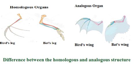 Difference between the homologous and analogous structure of organs ...