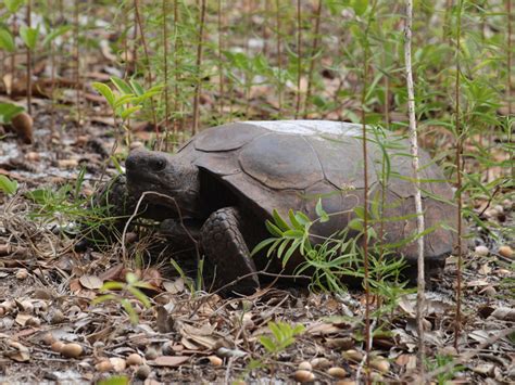 Florida’s Cape Canaveral National Seashore Wildlife – Graeme’s ...