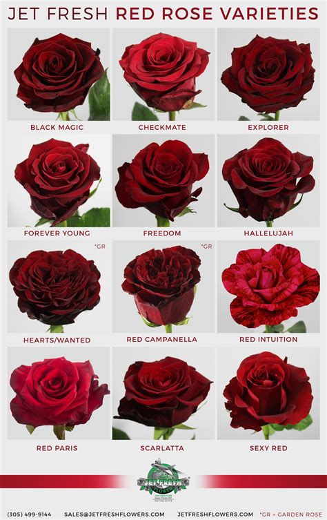 Dark Red Rose Meaning