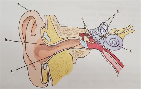 Module 9 ear diagram Diagram | Quizlet