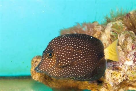 Clown Tang (Acanthurus lineatus) Marine Fish Care Guide