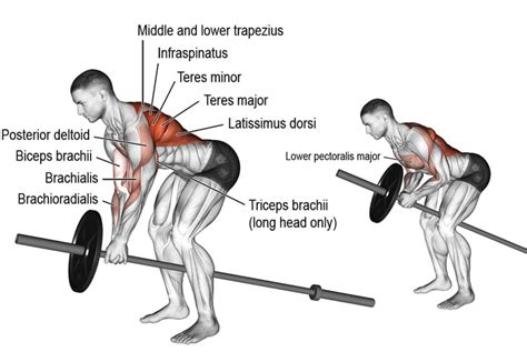 My Experience: Which Is Better For Building Muscle: Barbell Rows Vs. T-Bar Rows? - July 2023