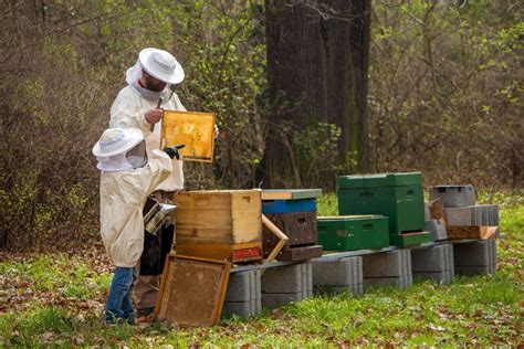 An Introduction to Backyard Beekeeping - BeeKeepClub