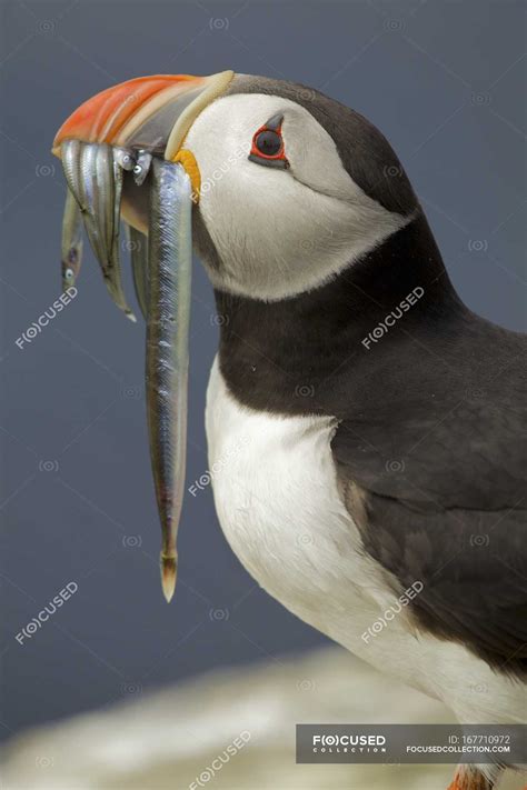 Atlantic Puffin with fish in mouth — resourceful, feeding - Stock Photo | #167710972