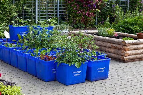 How To Grow Amazing Tomatoes Outdoors In Your Own Container Garden ...