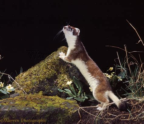 Stoat photo WP08537