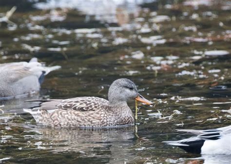 Gadwall – Singapore Birds Project