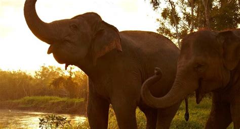 The Best Wildlife in Asia – Travel Curator