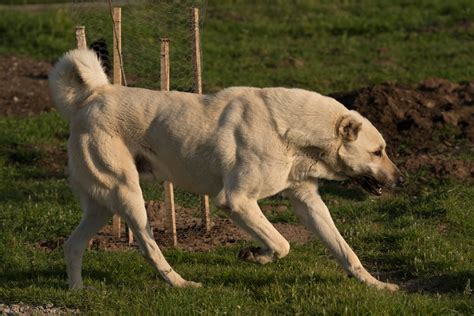 Kangal