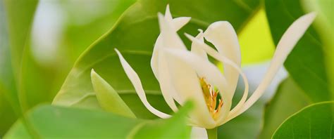 Magnolia Essential Oil: Benefits, Uses & Insights