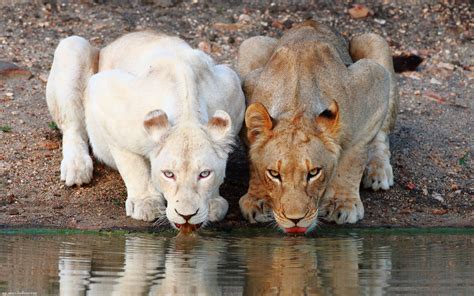 nature, Animals, Lion, Albino Wallpapers HD / Desktop and Mobile Backgrounds