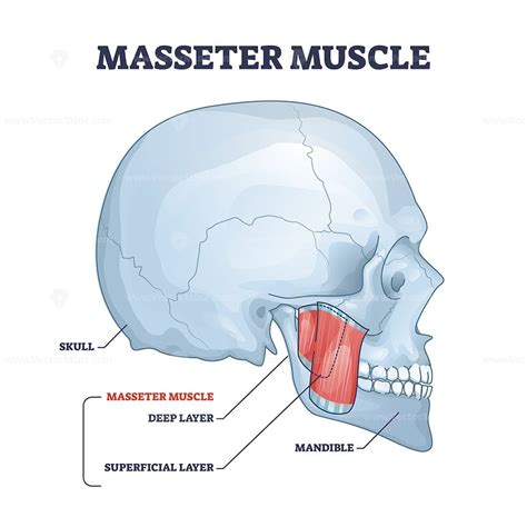 Masseter | ubicaciondepersonas.cdmx.gob.mx