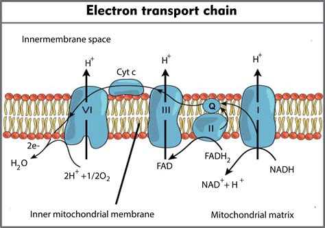 NADH and ${ FADH }_{ 2 }$ carry high energy electrons to the electron transport chain in ...