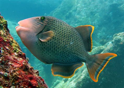 Triggerfish Facts – Snorkeling Thailand