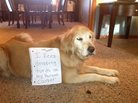 Bad dog!! | Dog shaming, Bad dog, Funny memes