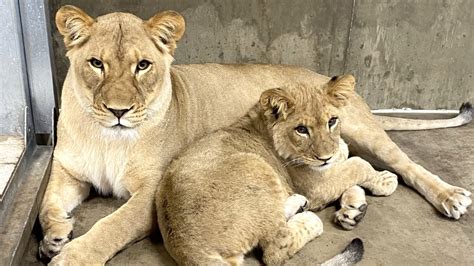 Lincoln Park Zoo Is on Lion Watch, New Cub Due in January | Chicago ...