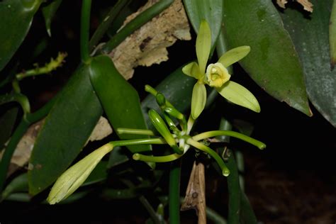 Vanilla - Vanilla planifolia | Plants | Kew