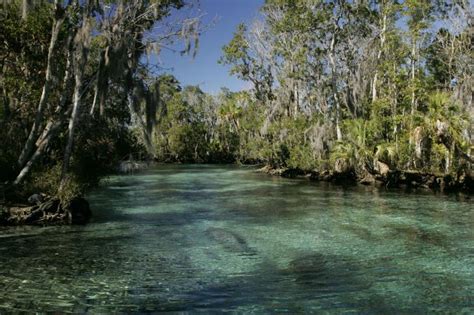 Free picture: tropical, habitat, natural, environment, manatee, mammals