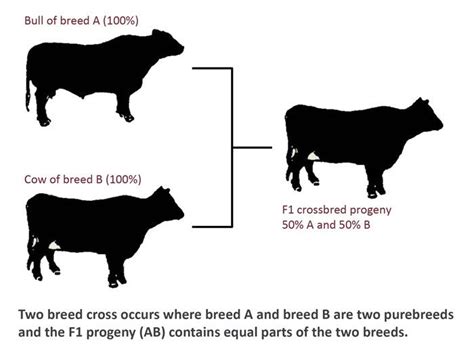 Two breed cross | Miniature cattle, Cattle, Beef cattle