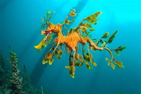 Leafy sea dragon, from Australian Geographic : r/pics