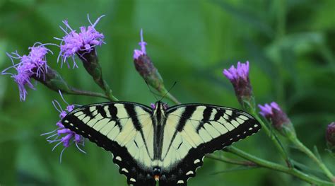 9 Varieties of Blazing Star for Your Native Garden