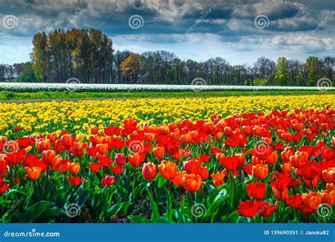 Paisaje Hermoso De La Primavera Con El Campo Colorido Del Tulipán En Países Bajos, Europa Imagen ...