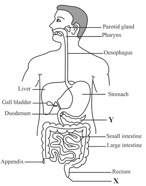 Diagram Of Digestive System Simple Digestive System Diagram | The Best ...