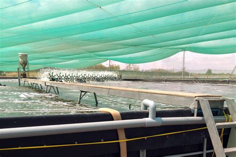 [INFOMINA] Extensive Shrimp Farming Technique Improved in Two Phases