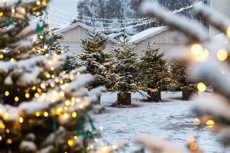 Vilnius kviečia išsaugoti šventines eglutes iki pavasario ir pasodinti ...