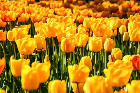 Beautiful Yellow Tulips Free Stock Photo - Public Domain Pictures