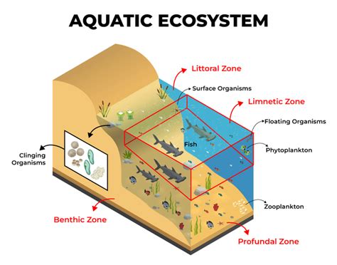 Types of Aquatic Ecosystems And Their Adaptations