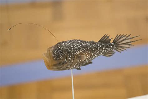 Deep-sea angler fish | Royal Ontario Museum, ROM, Toronto, 2… | Thomas Quine | Flickr