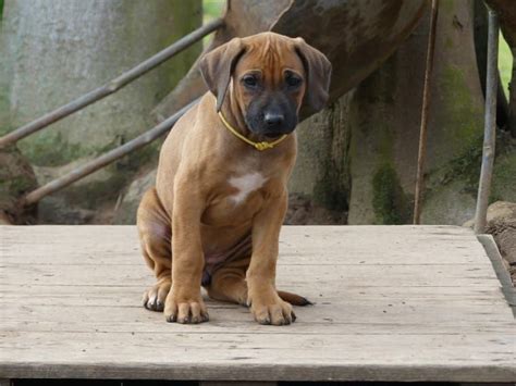 Rhodesian Ridgeback Puppies For Sale | Dallas, TX #181778