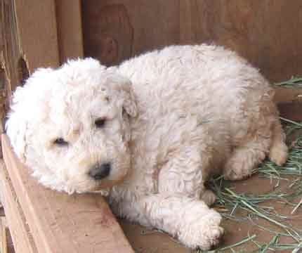 Komondor Puppy. | Komondor dog, Cute dogs and puppies, Large dog breeds