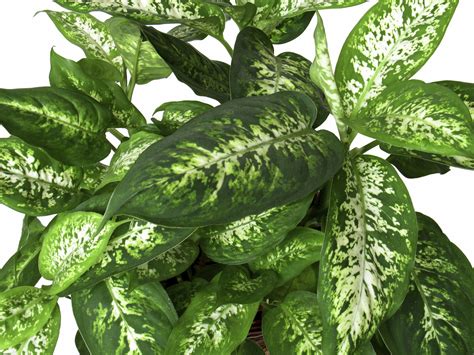 Charming Dieffenbachia is Poisonous to Pets Including Dogs and Cats