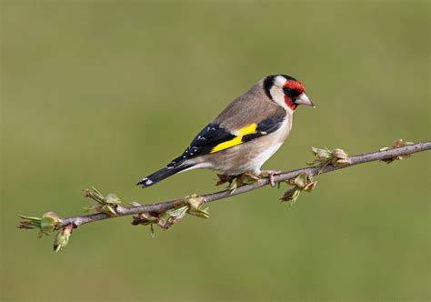 Irish Wildlife Photography: April 2013