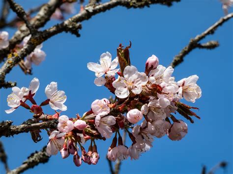 Sapporo: The City of the Fleeting Cherry Blossoms | Hokkaido Treasure ...