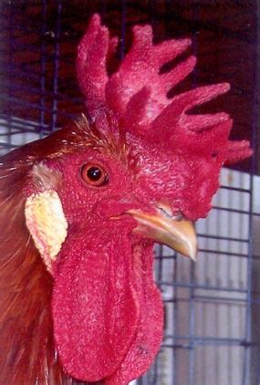 Sicilian Buttercup Chickens for Sale | Cackle Hatchery