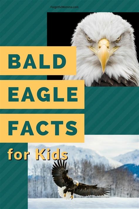 Bald Eagle Facts for Kids