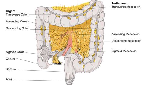 Figure 21.2.6 : Mesocolon | Anterior view of abdomen posteri… | Flickr