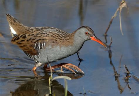 Water Rail by John Gawthrope - BirdGuides