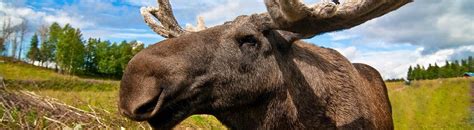 Why is the plural of ‘moose’ not ‘meese’? - Ardor Learning