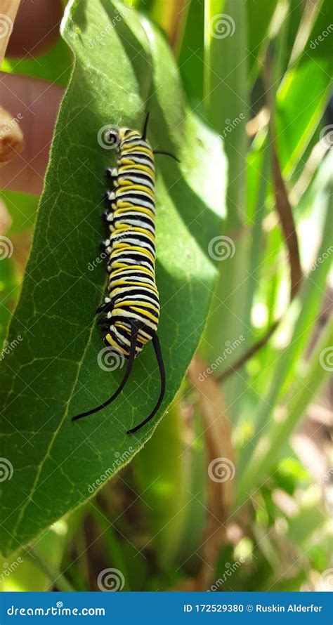 Monarch Butterfly Caterpillar on Milkweed. Stock Photo - Image of caterpillar, butterfly: 172529380