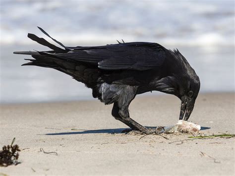 What Do Ravens Eat? (Common Raven Diet) | Birdfact