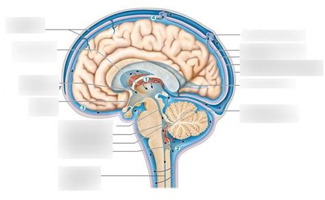 Cisterns Anatomy