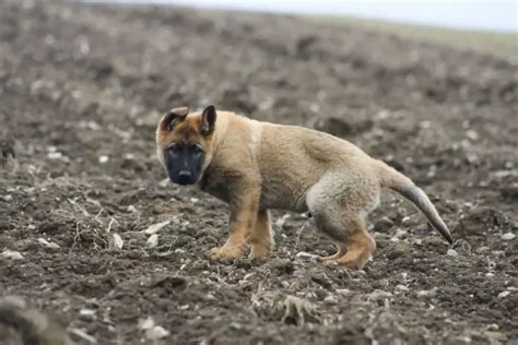 German Shepherd Potty Training Problems and How to Fix It